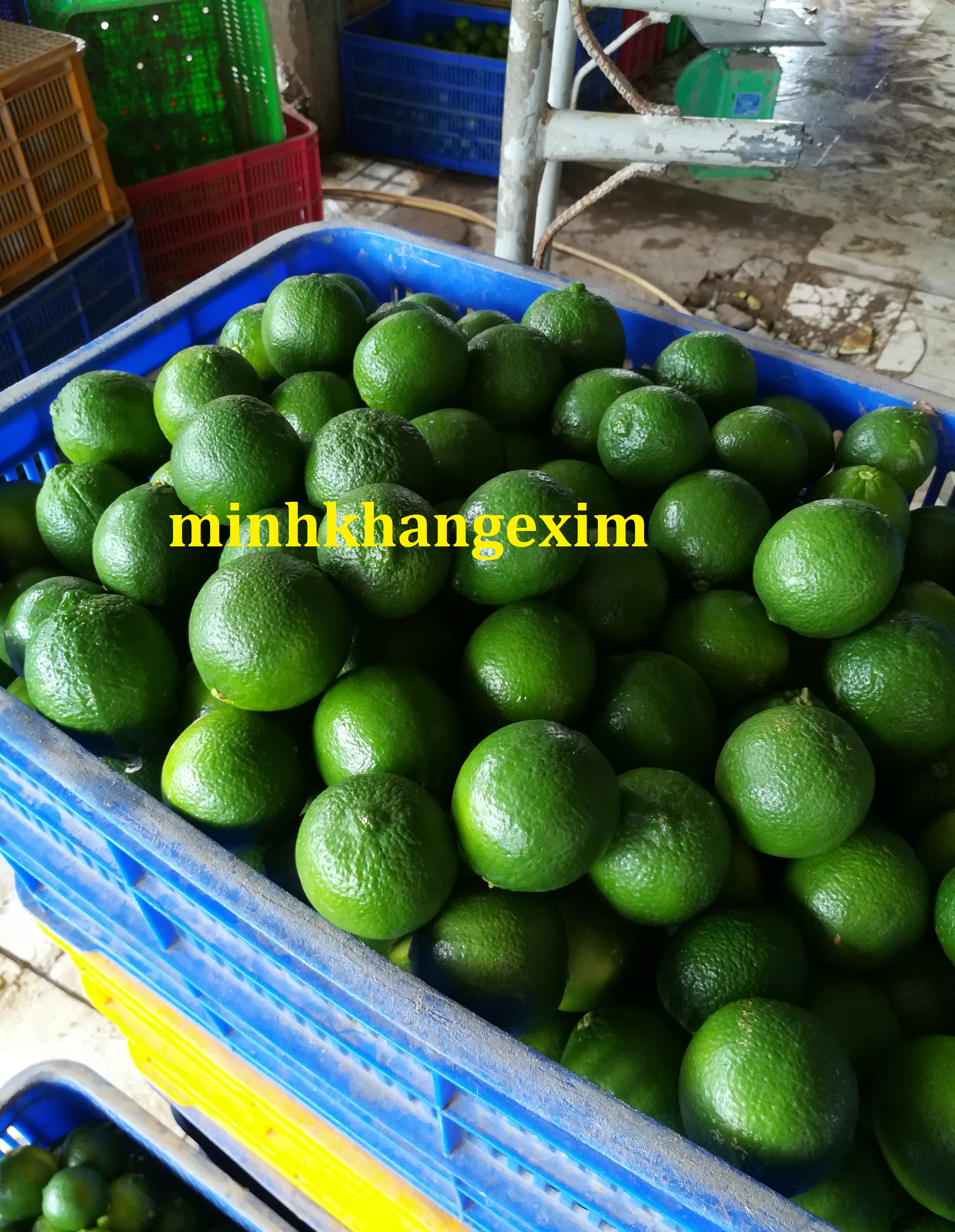 Lime